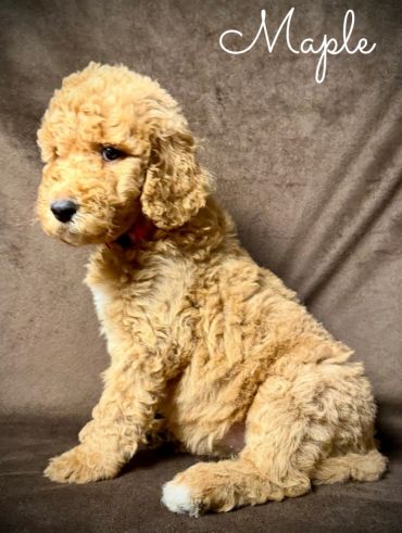 Curly golden puppy named Maple sitting against a brown backdrop.