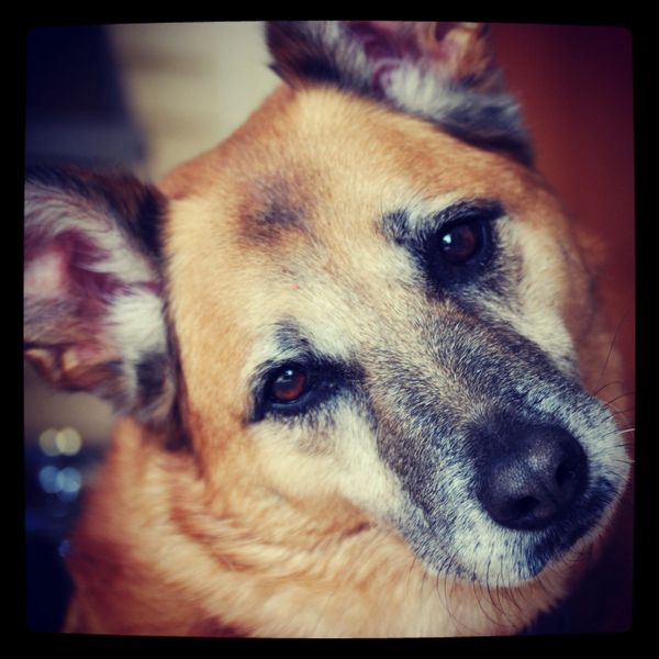 An image of a german shepherd cross lurcher tilting his head