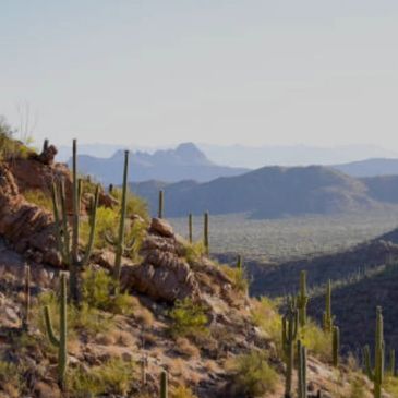 Desert landscape with cacti and distant mountains under a clear sky.