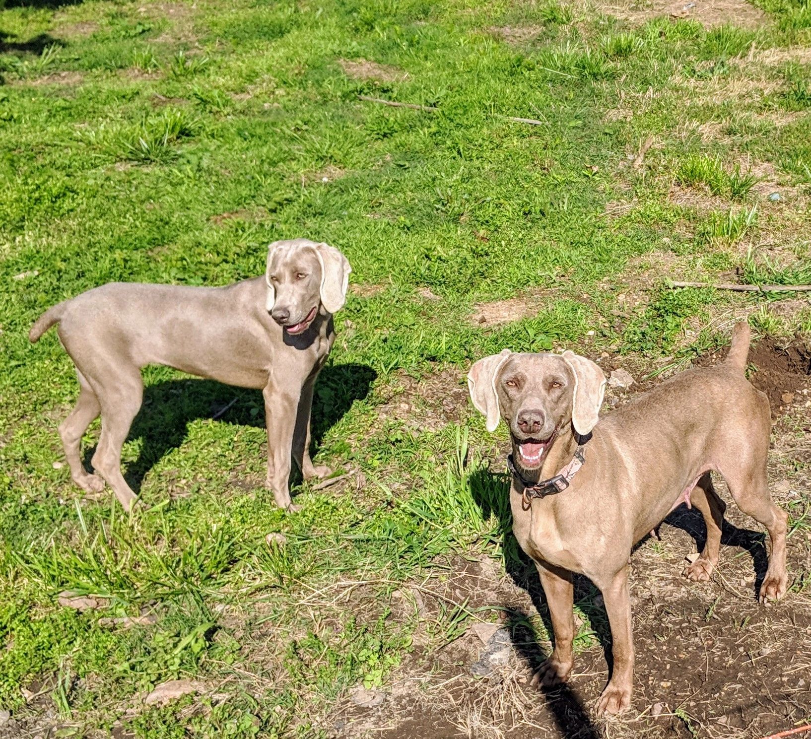 Farmside Kennel Breeder, Puppies, Weimaraner