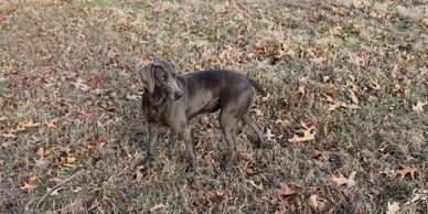 Blue Country Weims - Blue Weimaraner, Dog, Puppies ...