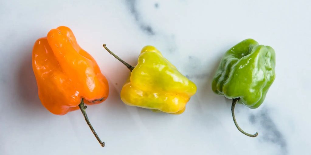 Three colorful habanero peppers on a white surface.