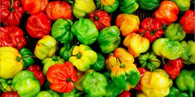 Colorful habanero peppers in various ripeness stages.
