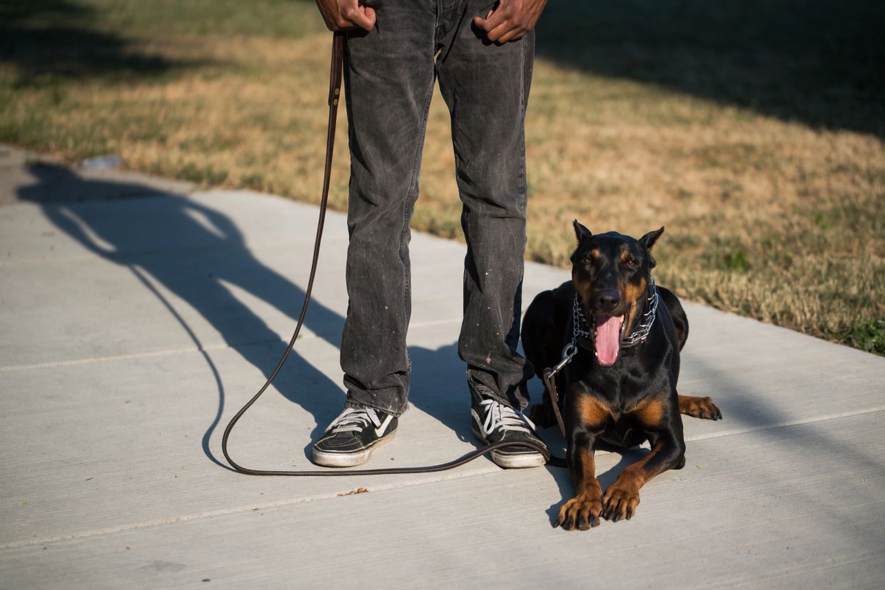 What Is Dog Boot Camp