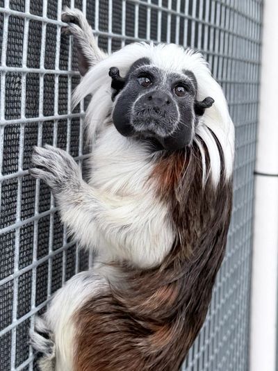 A cotton-top tamarin clings to a metal fence, looking upwards.