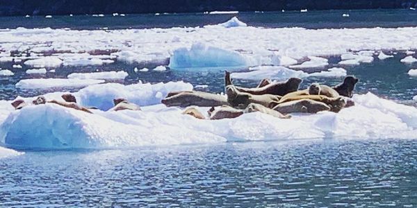 Seals resting on glacial ice, Alaska wildlife viewing, glaciers