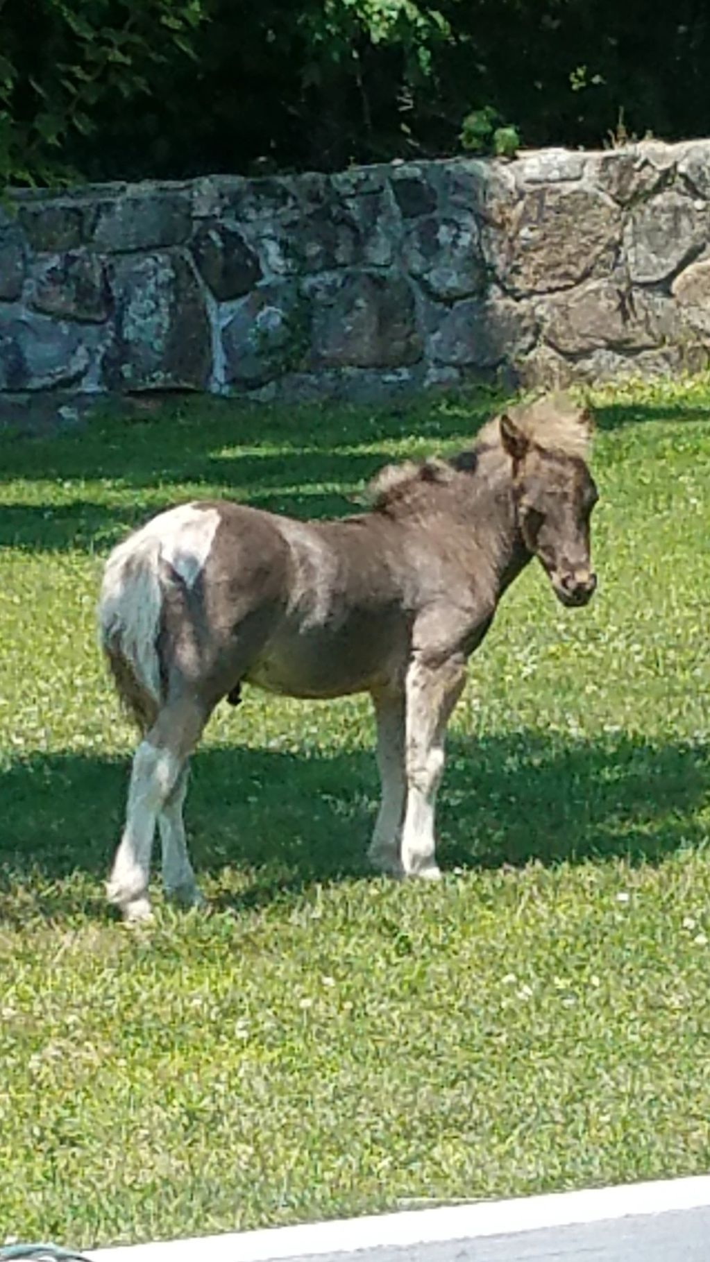 SOLD.....JUNE 2024 ..$1,200.00 April 2024 Foal Available in September. Payments can be arranged. mus