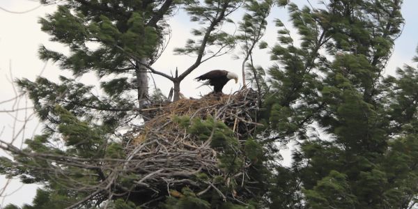 A bald eagle stands on its large nest atop a tall tree.