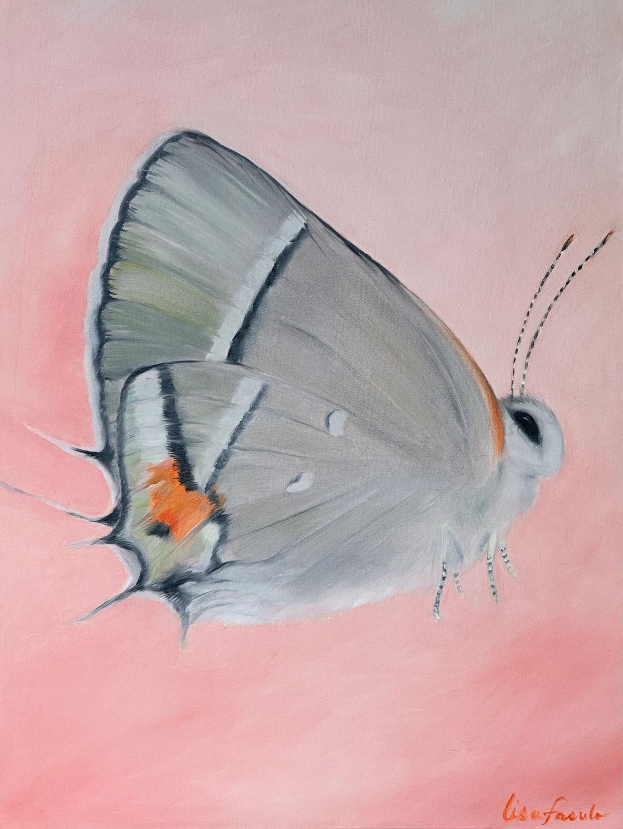 painting of a gray butterfly on a pink background