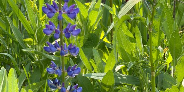 Blue lupine flowers growing among lush green leaves in sunlight.