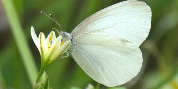 A white butterfly feeding on a small yellow flower.