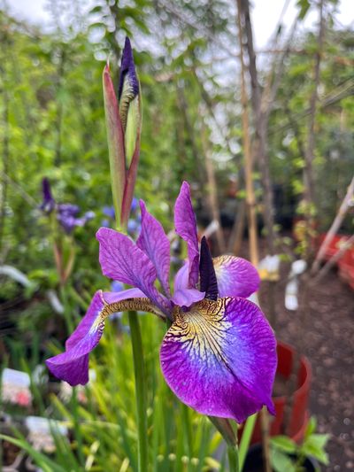 blue sibirica iris 