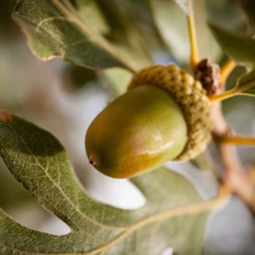 oak tree acorn