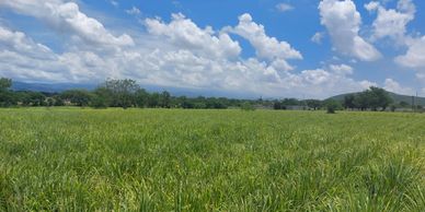 A vast green field under a partly cloudy blue sky.
