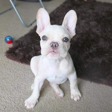 A white French Bulldog puppy with blue eyes sitting on carpet.