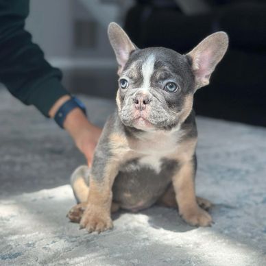 Adorable French Bulldog puppy sitting on a carpet indoors.