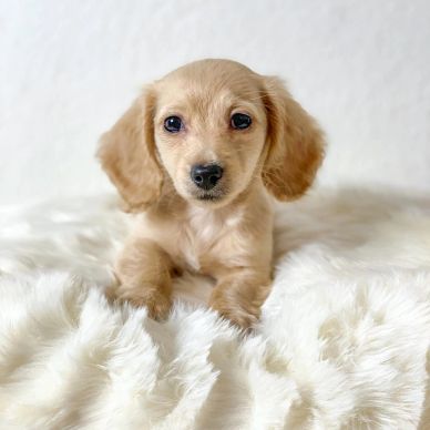 Adorable small light brown puppy lying on a fluffy white blanket.