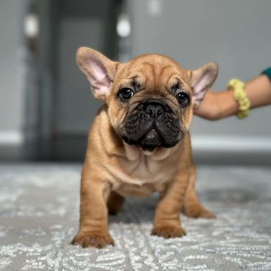 A cute French Bulldog puppy standing on a carpet indoors.