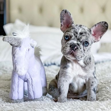 A merle French Bulldog puppy sitting beside a white unicorn stuffed toy.