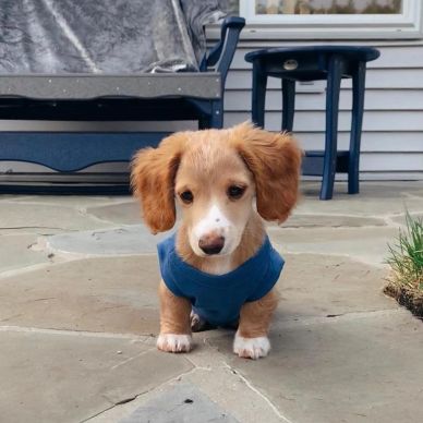 Small puppy wearing a blue sweater.