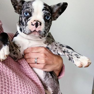 A person holding a blue-eyed, merle-patterned puppy close up.