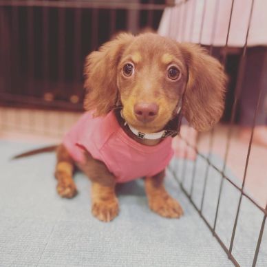 Adorable dachshund puppy wearing a pink shirt inside a playpen.