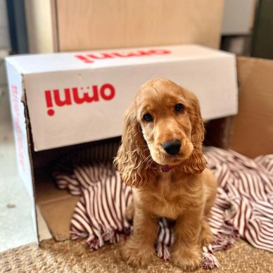 A cute golden puppy sitting in front of a cardboard box with a striped blanket inside.