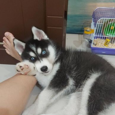 A husky puppy with striking blue eyes cuddling a person's leg.