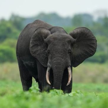 A large black elephant with big ears.