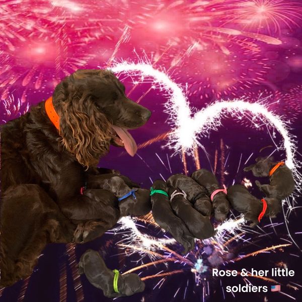 Litter of Boykin Spaniel Puppies for sale.