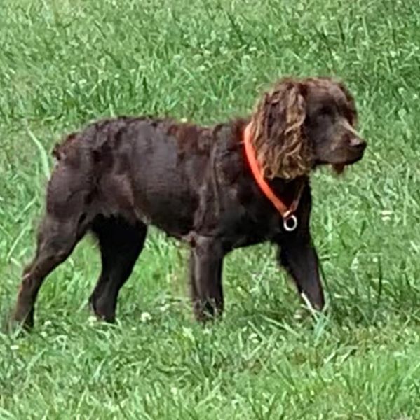 Our Boykin Spaniel Bloodlines:The Boykin Spaniel Club & Breeders Association of America