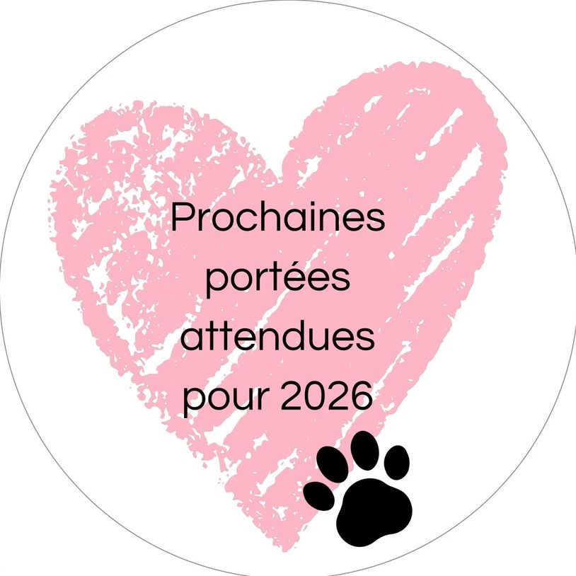 Message in French about upcoming litters expected in 2026 with a pink heart and paw print.