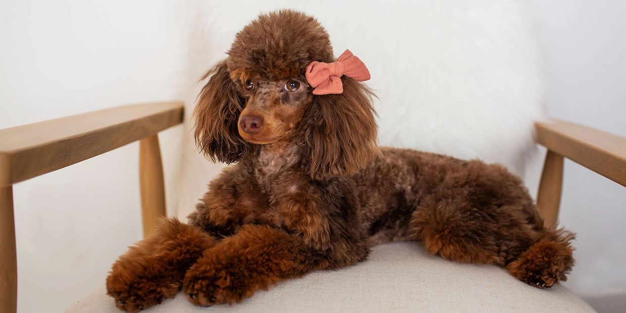 Brown poodle with a red bow lying on a beige chair.