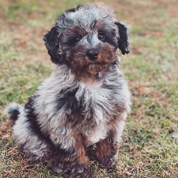 Fluffy multicolored puppy sitting on grassy ground.