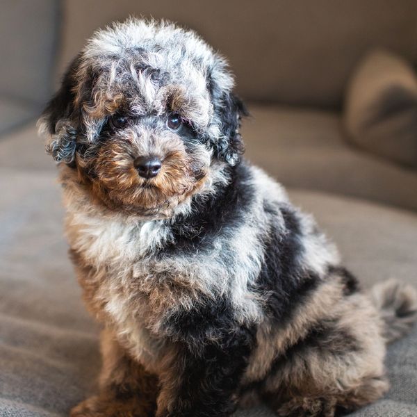 Adorable fluffy puppy with curly fur sitting on a couch.