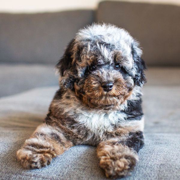 Fluffy, curly-haired puppy resting on a soft gray surface.