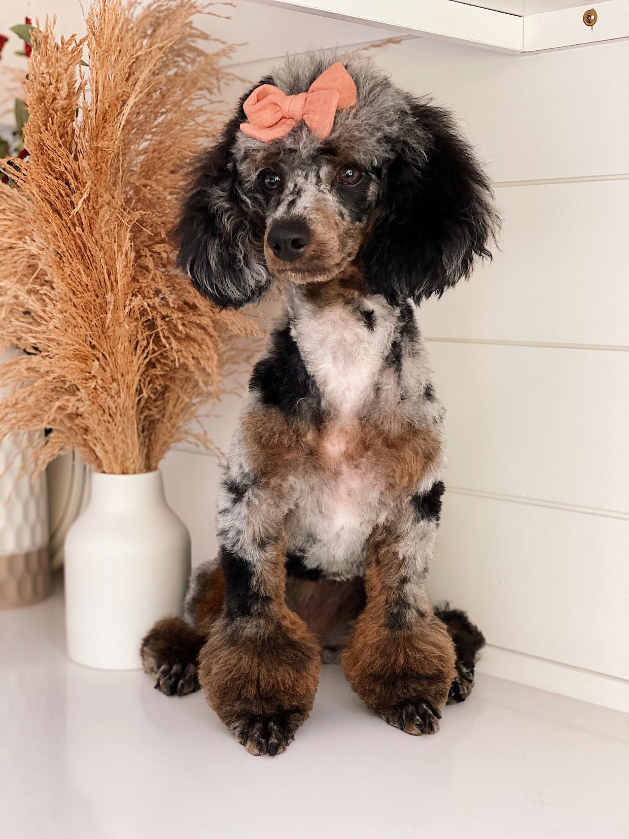 A stylish poodle with a peach bow sitting beside a white vase with dried plants.