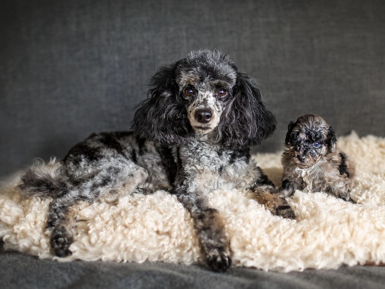 Two poodles, an adult and a puppy, lying on a fluffy blanket.