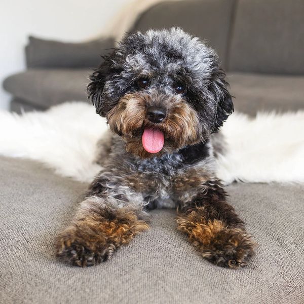 Curly-haired dog with tongue out lying on a couch.