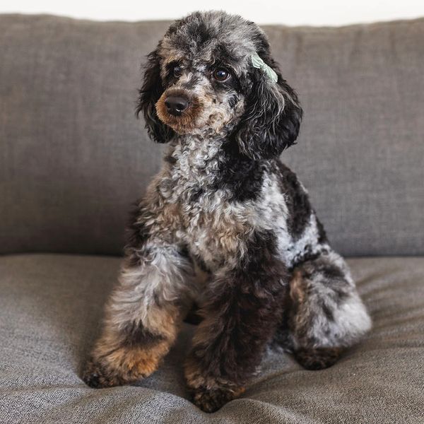 A fluffy black and gray poodle sitting on a gray couch.