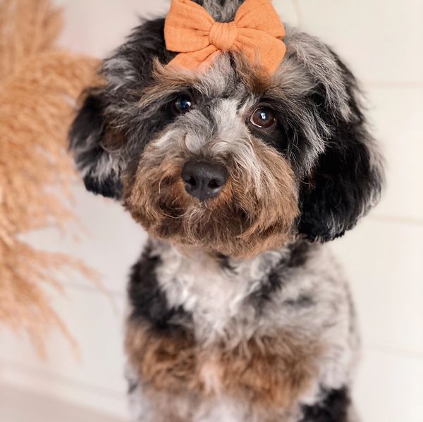 Fluffy dog with a gray, black, and brown coat wearing an orange bow on its head.