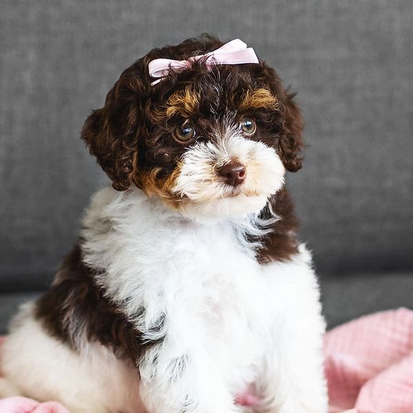 Adorable fluffy puppy with a pink bow.