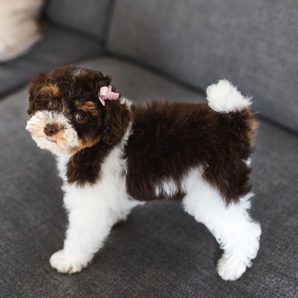 Cute brown and white puppy with a pink bow.
