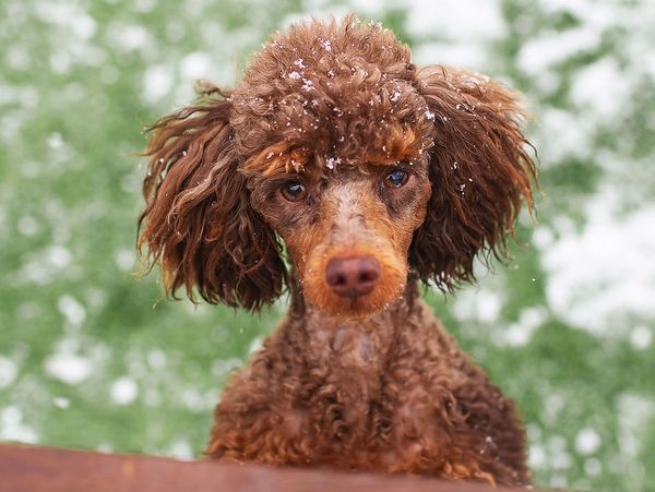 Curly brown poodle with snowflakes on its fur, looking curious.