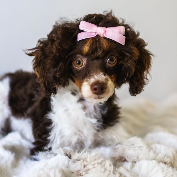 Curly brown and white puppy with a pink bow.
