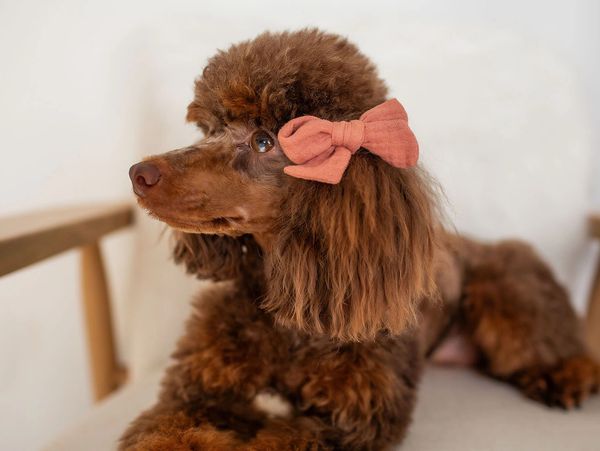Brown poodle with a pink bow lying on a white surface.