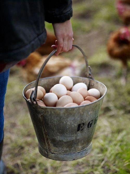 Farm Fresh Eggs vs. Store Bought Eggs