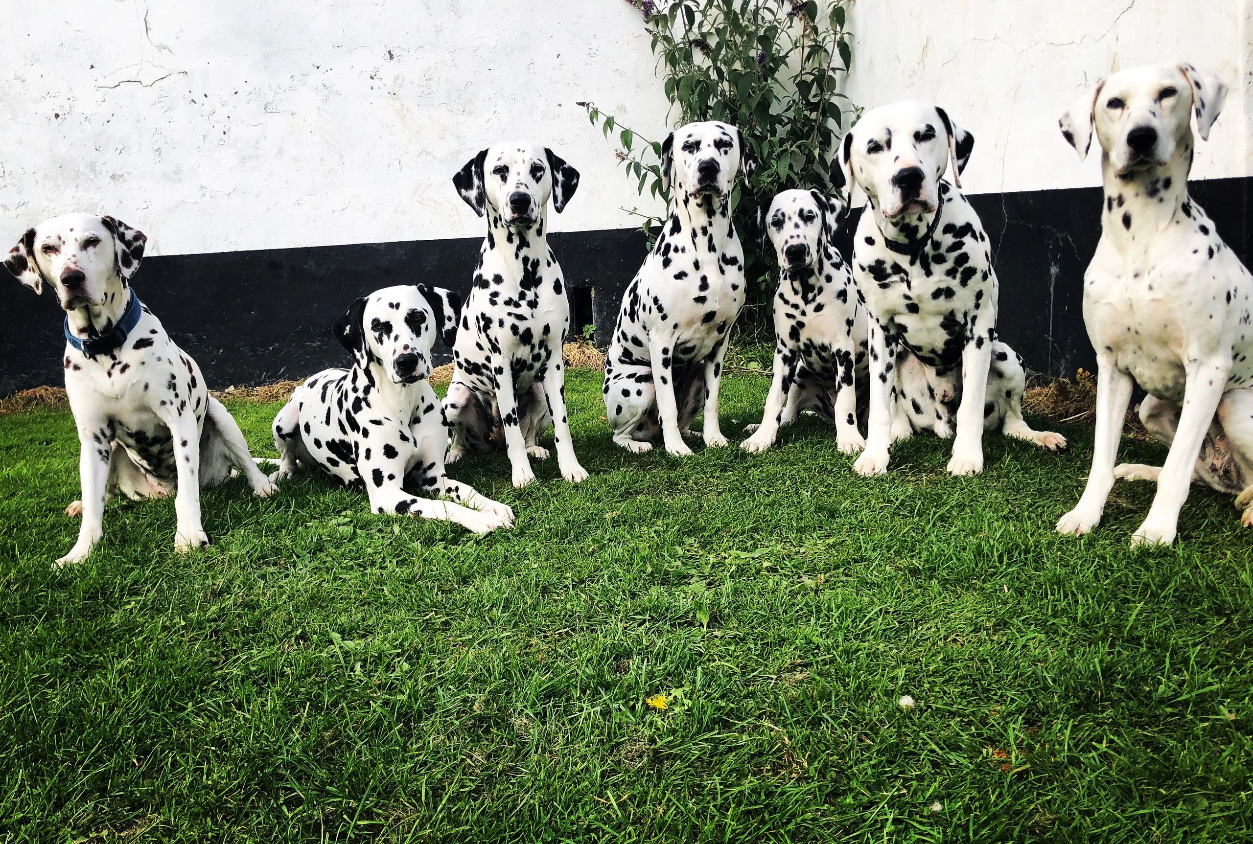 Dalmatian Breeders Home | Dalamanti Dalmatian Breeders