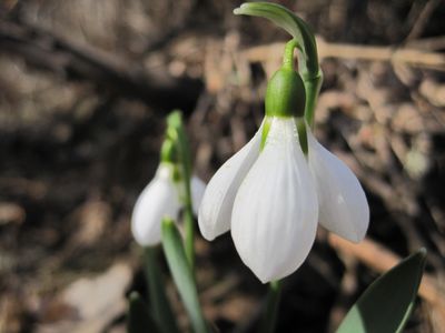 Snowdrop