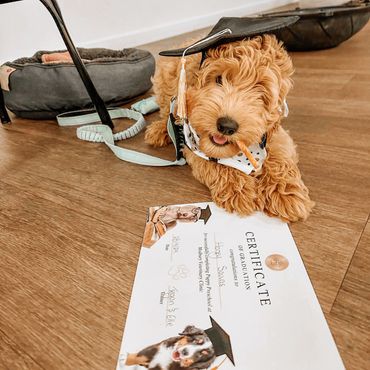 one of our puppies passing puppy school